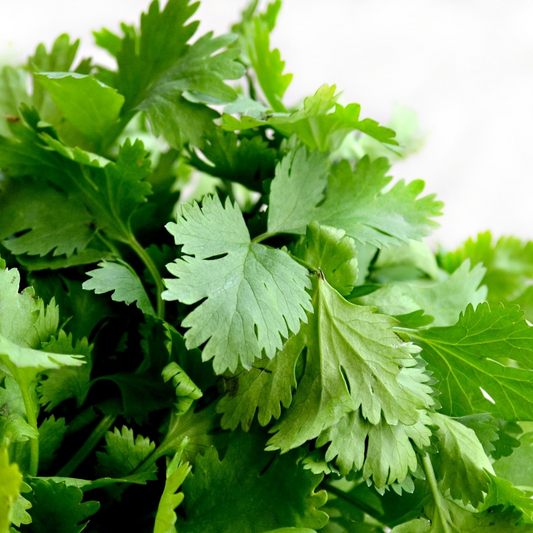 Cilantro (paquete)